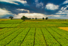 Área reservada à agropecuária no país cresceu 50% em 37 anos