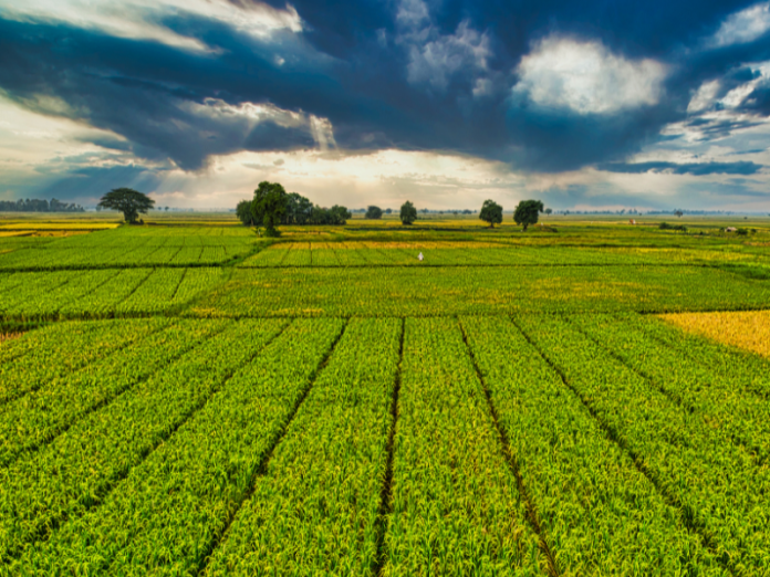 Área reservada à agropecuária no país cresceu 50% em 37 anos