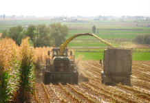 Queda na produtividade média: safra de grãos deve ser menor