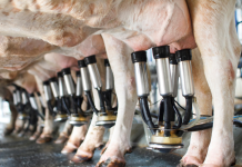 Impactos do aumento das importações de leite são discutidos na Câmara dos Deputados