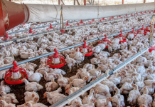 Argélia abre mercado para carne de frango brasileira