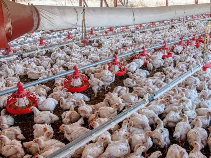 Argélia abre mercado para carne de frango brasileira