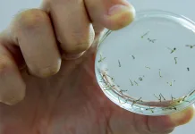 Videira registra novo foco do mosquito transmissor da dengue