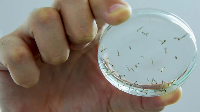 Videira registra novo foco do mosquito transmissor da dengue