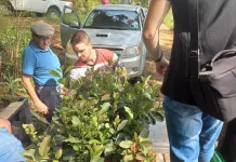 Epagri realiza 1º Encontro sobre erva-mate em Videira