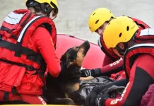 Cão aquece dono resgatado com hipotermia durante cheias em SC