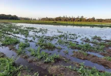 Chuvas: perdas na agricultura em SC ultrapassam R$ 1,6 bilhão