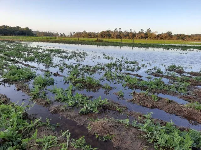 Chuvas: perdas na agricultura em SC ultrapassam R$ 1,6 bilhão
