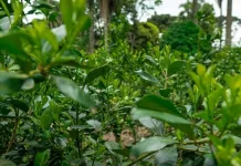 Prefeitura de Caçador e EPAGRI realizam palestra sobre erva-mate