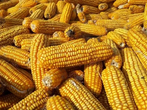 Brasil já embarcou 3,9 milhões de toneladas de milho