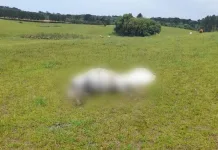 Homem e cavalo morrem atingidos por raio em Calmon