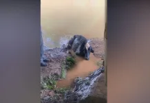 Vaca é retirada com vida das águas do Rio do Peixe