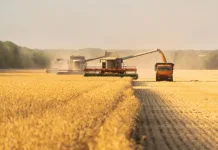 Safra 2024 deve ser 2,8% menor que a deste ano