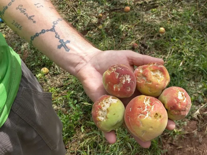 Granizo de novembro causa prejuízos irreparáveis na fruticultura regional