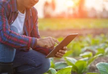 Feijão, trigo, soja e carnes tiveram alta em setembro