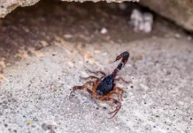 Escorpião-marrom: nova espécie é encontrada em Videira