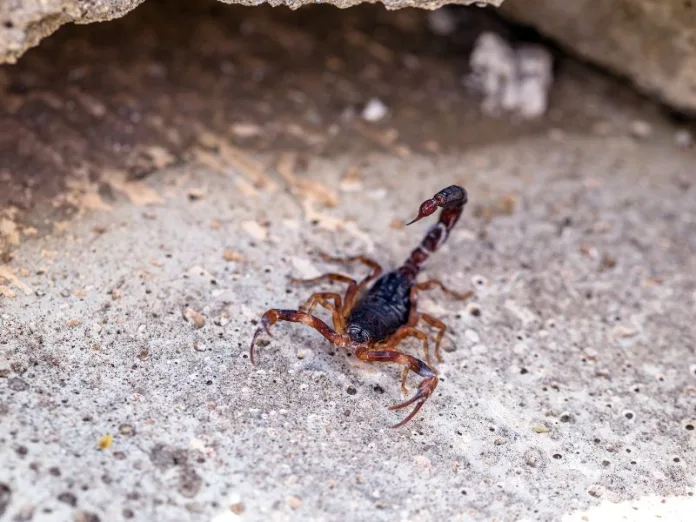 Escorpião-marrom: registro de nova espécie preocupa Vigilância Sanitária de Videira