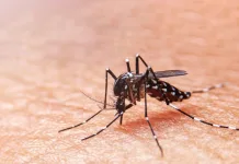 Tangará registra foco do mosquito da dengue