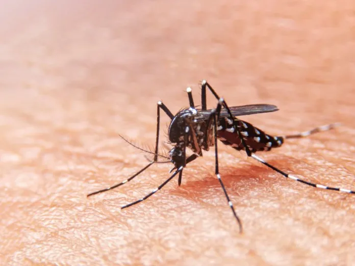 Focos do mosquito da dengue preocupam em Caçador
