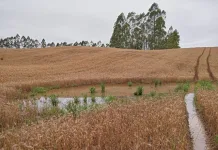 Chuva excessiva deve reduzir a produção de diversas culturas, estima Epagri/Cepa