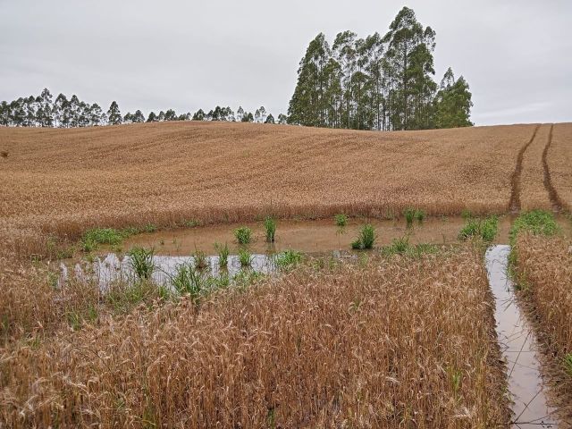 Chuva excessiva deve reduzir a produção de diversas culturas, estima Epagri/Cepa