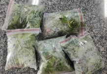 Homem é preso com vários pés de maconha em Caçador