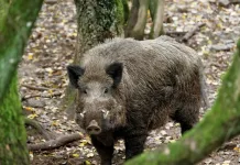 Caça ao javali tem lei sancionada em Santa Catarina