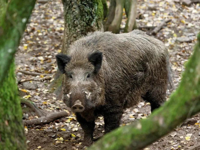 Caça ao javali tem lei sancionada em Santa Catarina