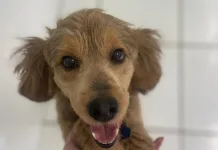 SC registra mais de 4 mil casos de maus-tratos a animais em cinco anos