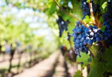 Colheita da uva terá início nos primeiros dias de 2024