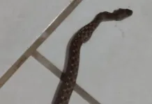 Mulher encontra cobra embaixo do travesseiro em Porto União