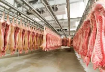 Recorde : Abate de bovinos e suínos foram cresce no 3º trimestre