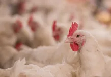 Estabelecimentos avícolas tem até janeiro para realizar registro e monitoramento sanitário