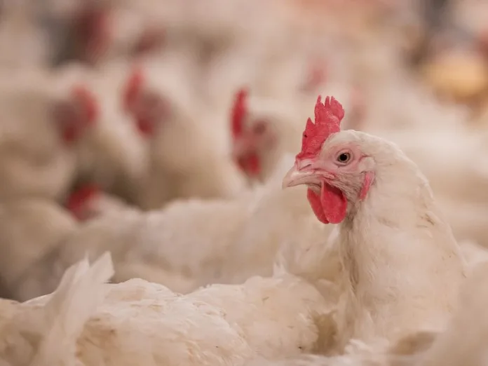 Estabelecimentos avícolas tem até janeiro para realizar registro e monitoramento sanitário