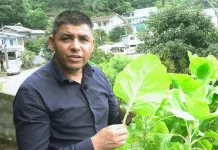 Pulgão da couve: como combater uma das principais pragas da hortaliça