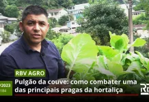 RBV Agro 184 – Pulgão da Couve: como combater