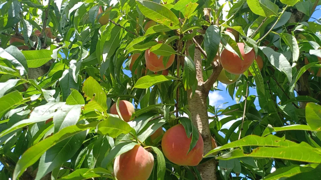 Epagri de Videira promove Dia de Campo sobre frutas de caroço