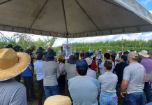 Epagri de Videira promove Dia de Campo sobre frutas de caroço