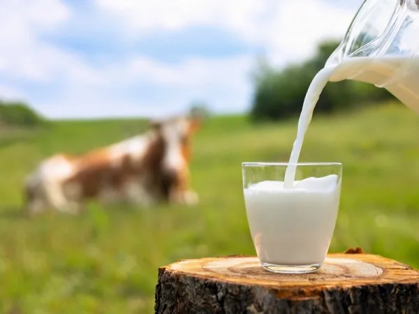 CMN aprova linha de crédito especial para produtores de leite