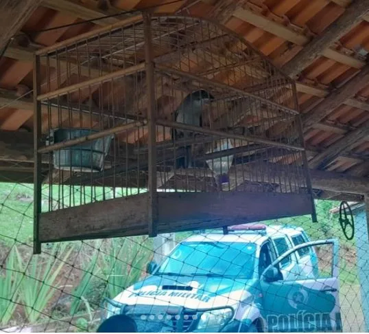 Polícia Ambiental desmantela rinha de galo e descobre pássaros silvestres em cativeiro ilegal