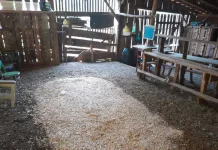 Polícia Ambiental desmantela rinha de galo e descobre pássaros silvestres em cativeiro