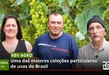 RBV Agro 188 – Uma das maiores coleções particulares de uvas do Brasil