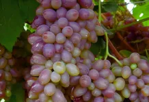 Safra de uva deve ter redução de no mínimo 50% em 2024