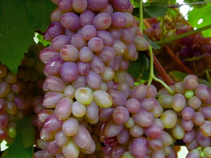 Safra de uva deve ter redução de no mínimo 50% em 2024
