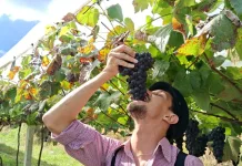 Arroio Trinta realiza a abertura da temporada da colheita da uva