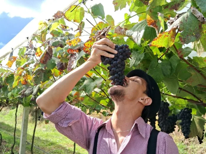 Arroio Trinta realiza a abertura da temporada da colheita da uva