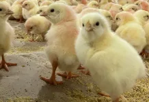 BBB de pintinhos: empresa implanta berçário tecnológico