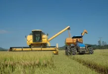 Abertura oficial da colheita do arroz de SC ocorre na quinta-feira