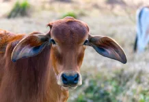 Propriedade é alvo de crime de abigeato pela segunda vez