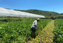 Prefeituras têm até dia 07 de fevereiro para se habilitar no PAA